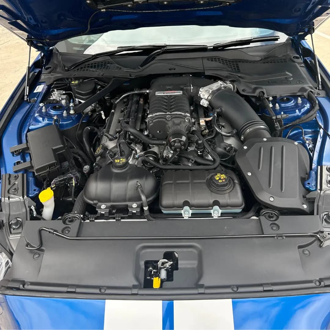 mustang 19